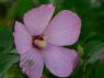 Mocsári hibiszkusz