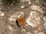 Lepke