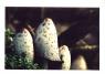 degicsaba@citromail.hu