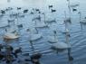 Balatonon