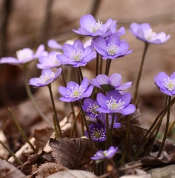Tavaszi virág, Luidort Péter fotója